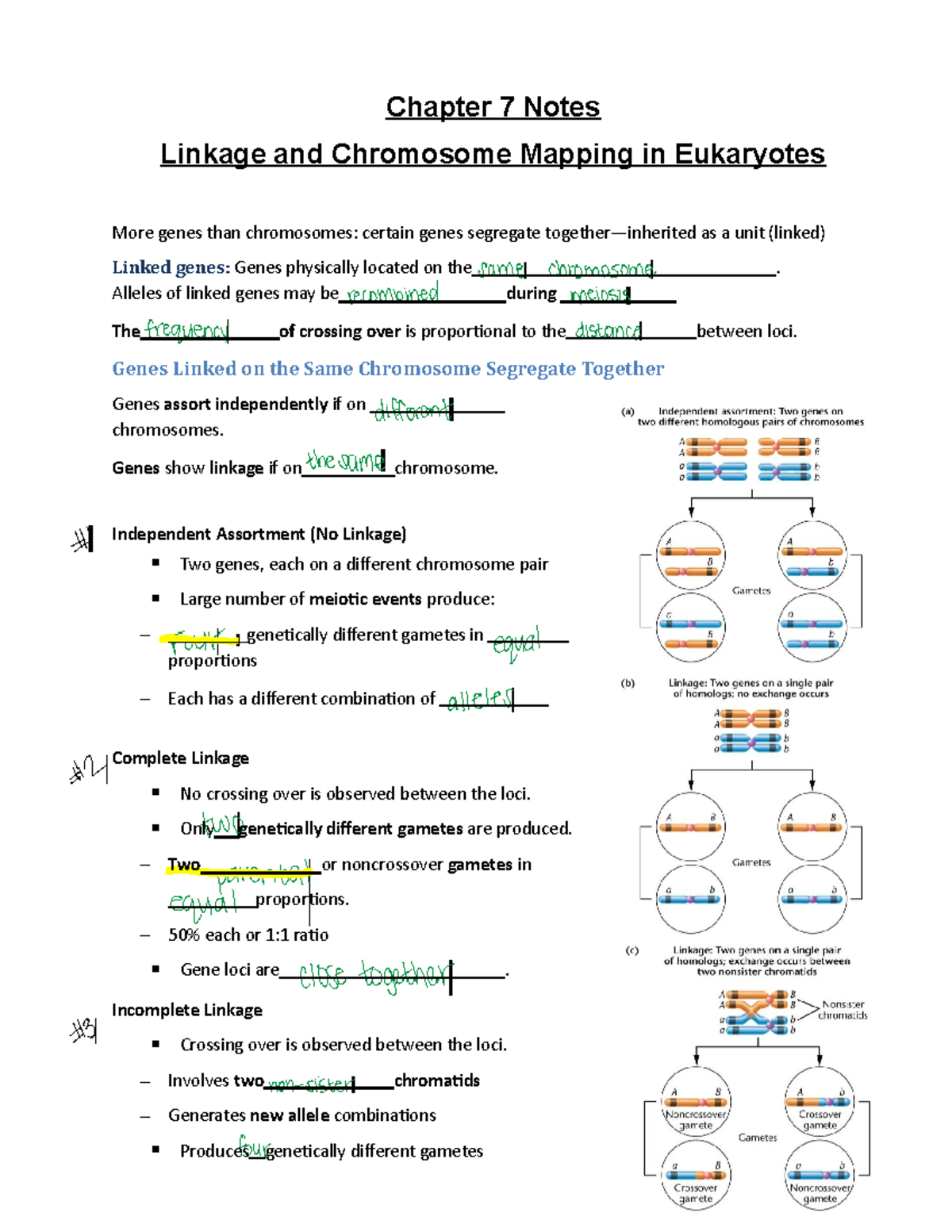 Chapter 7 Notes - Linkage & Chromosome Mapping in Eukaryotes - Studocu