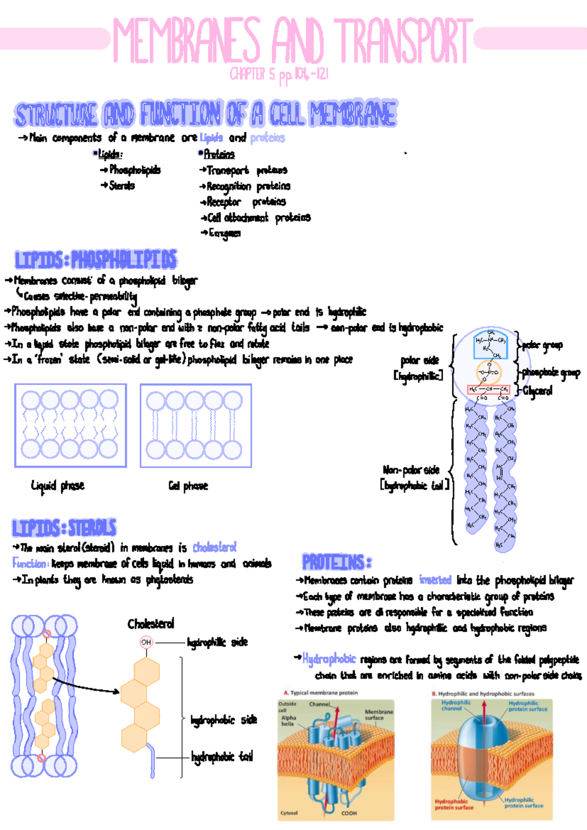Lecture 5: Membranes and Transport - Structure and Function of Cell ...