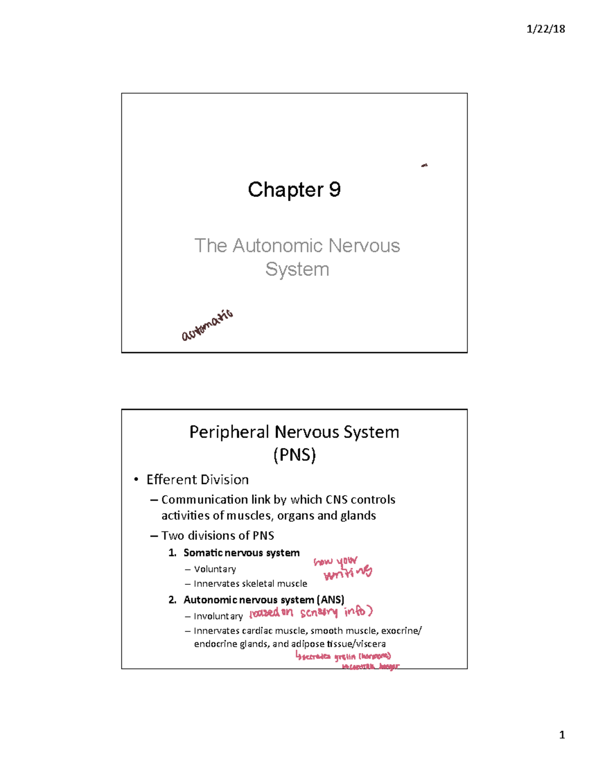 Chapter 9 Notes - Chapter 9 The Autonomic Nervous System Peripheral ...