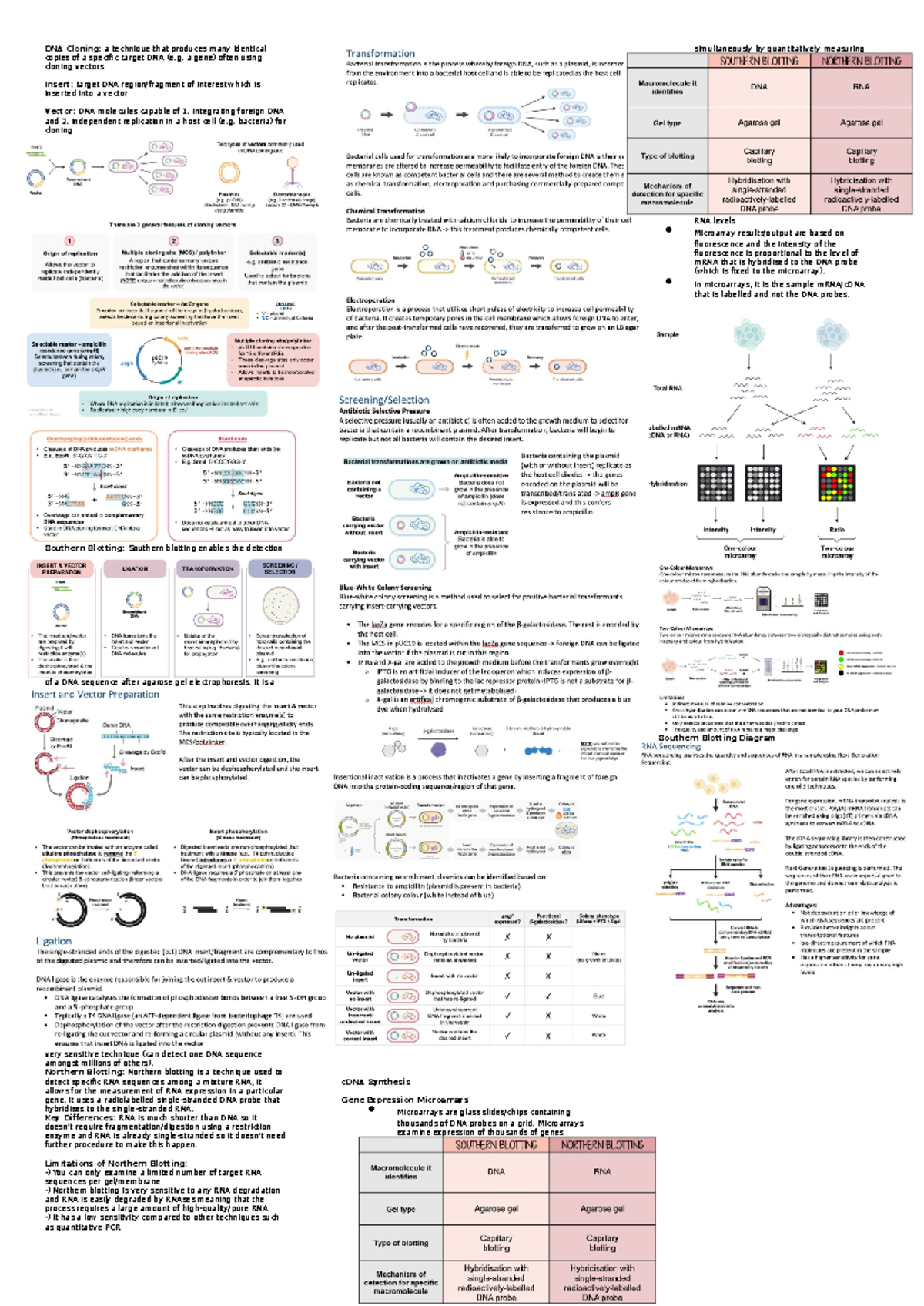 BIOC2201 Final Exam Notes Part 2 - DNA Cloning: a technique that ...
