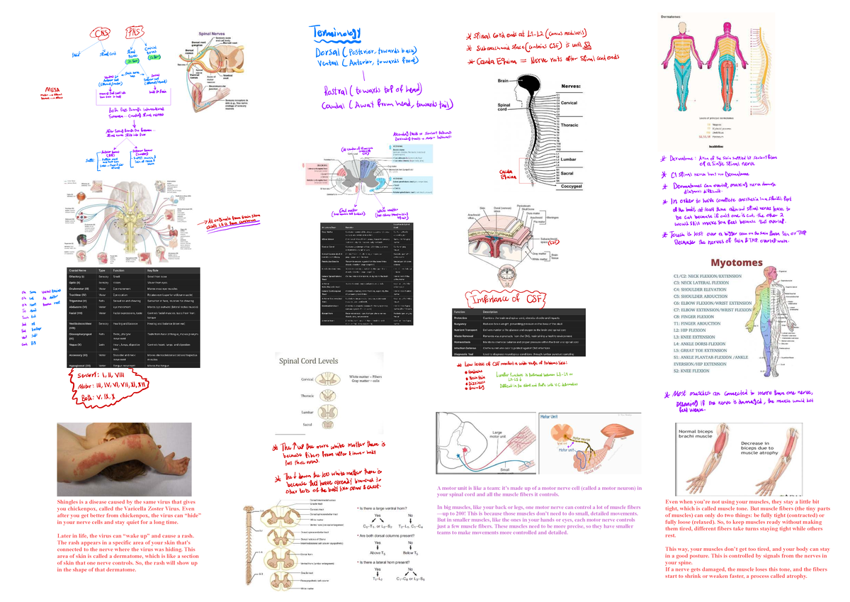 Anatomy of Spinal Nerves and Their Functions (ANAT 101) - Studocu