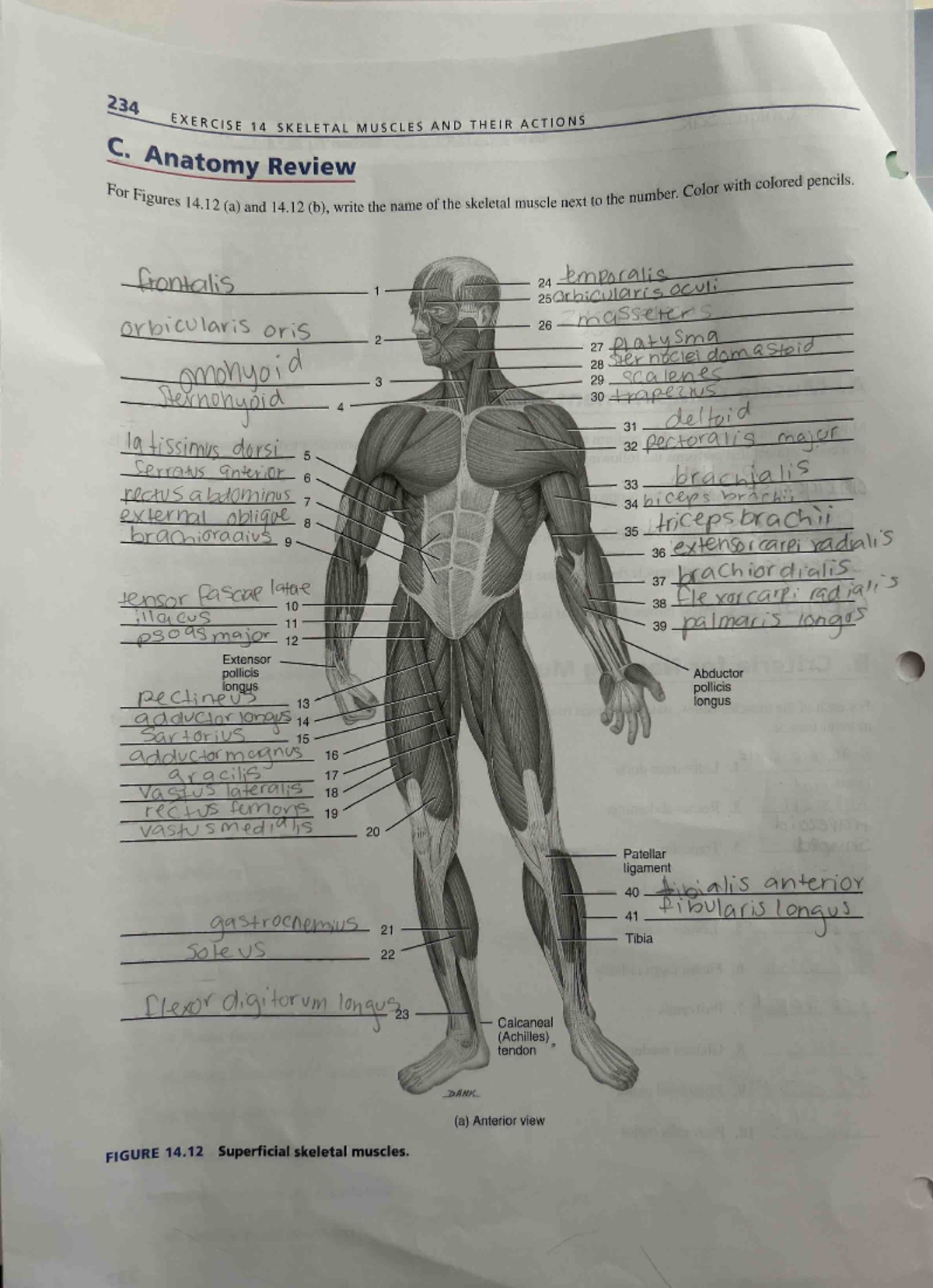Anatomy And Physiology Muscles Practical