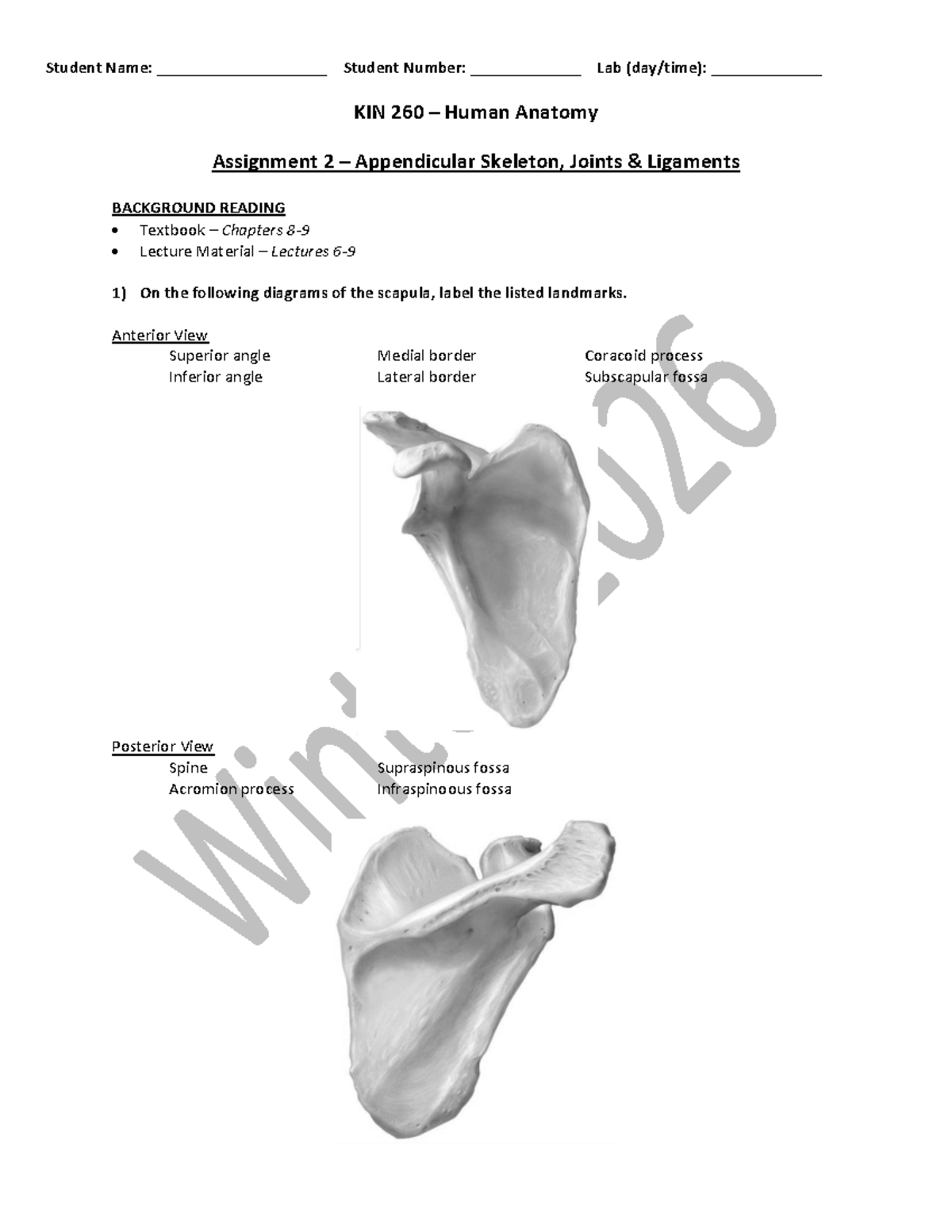 Lab KIN 260 - Assignment 2: Appendicular Skeleton & Joints - Studocu