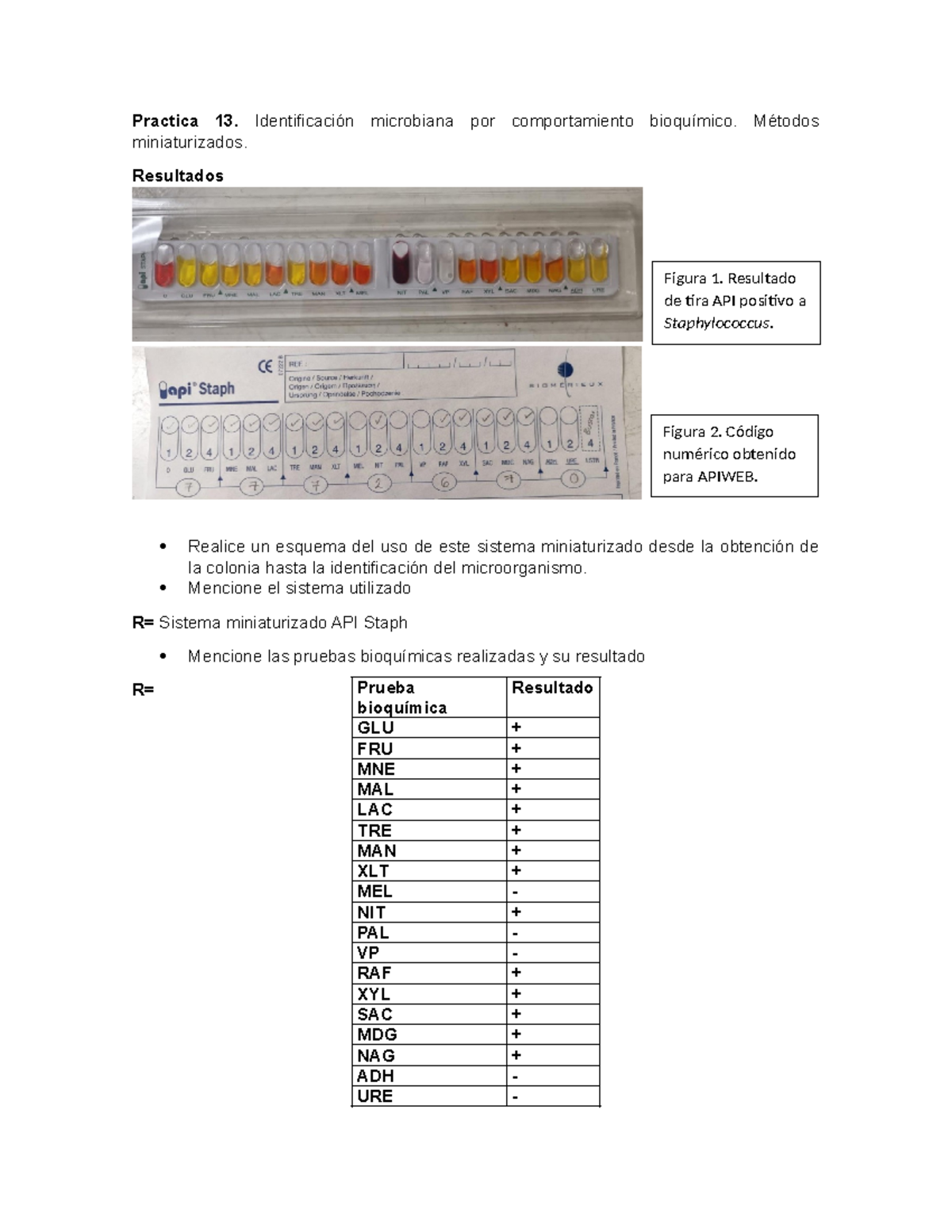 Práctica 13: Identificación Microbiana con API Staph y Diagnóstico ...