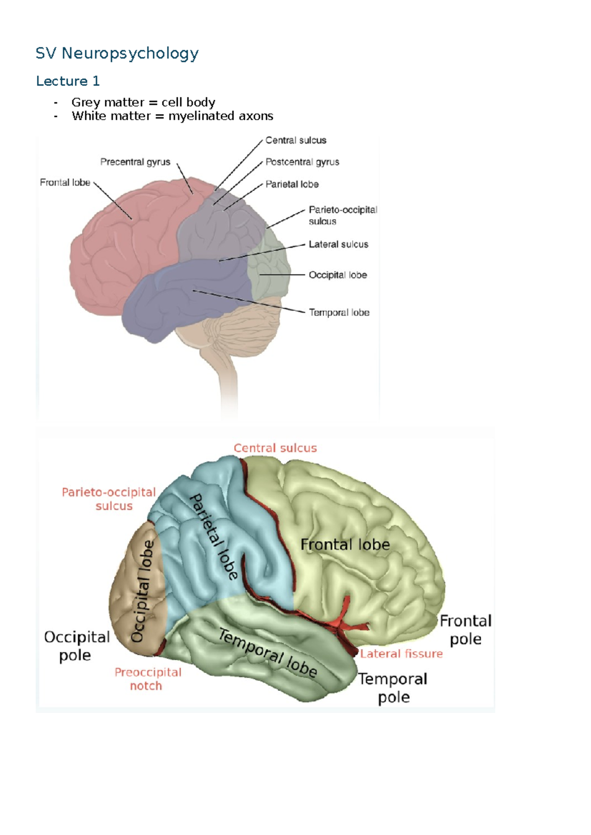 SV Neuropsychology Lecture Notes: Understanding Brain Structure ...