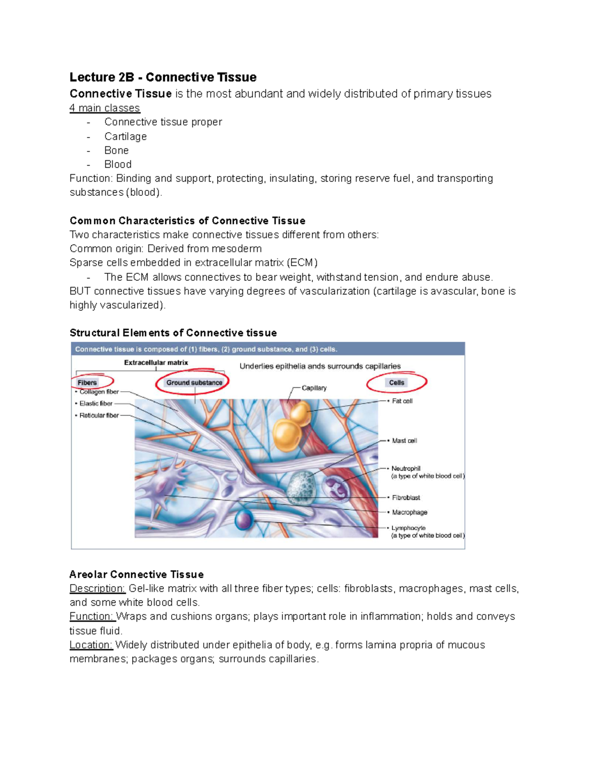 ANP 1105 A00 Lecture 2B: Overview of Connective Tissue Types - Studocu