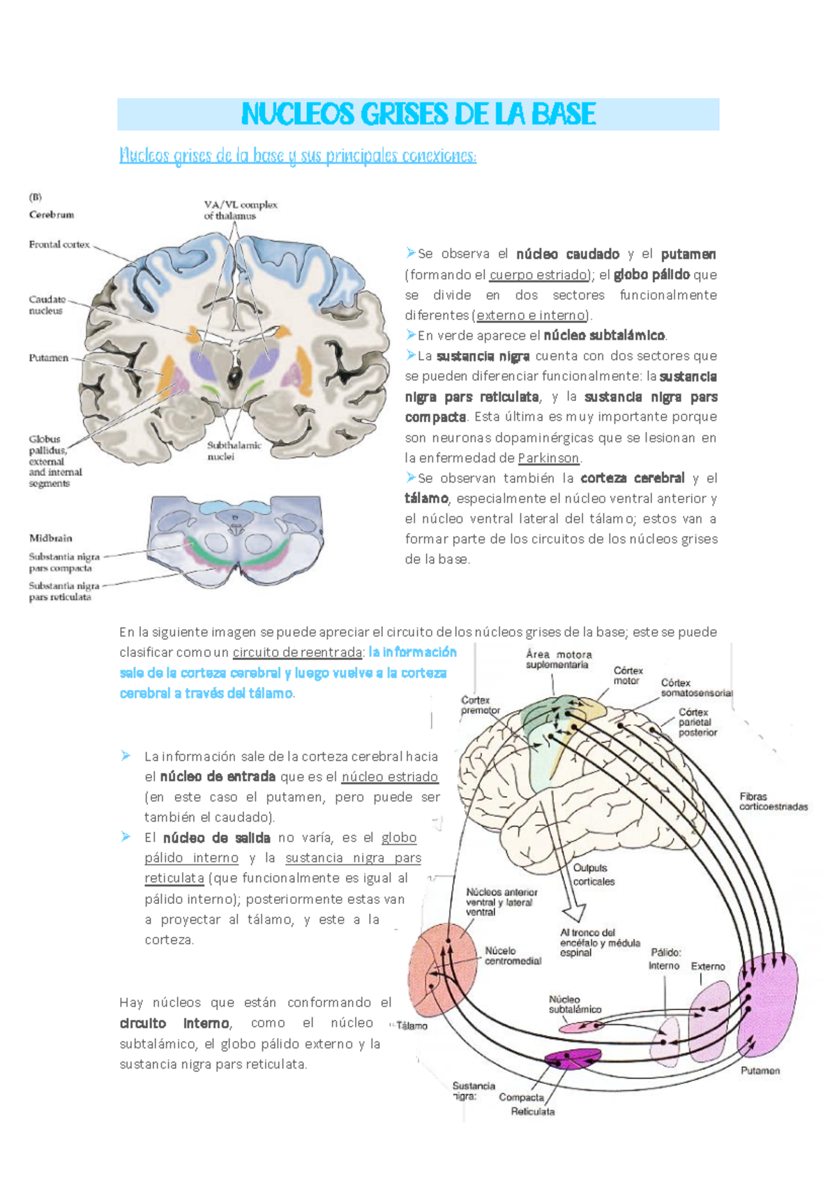 11. Núcleos Grises de la Base: Estructura y Función en Neurología - Studocu