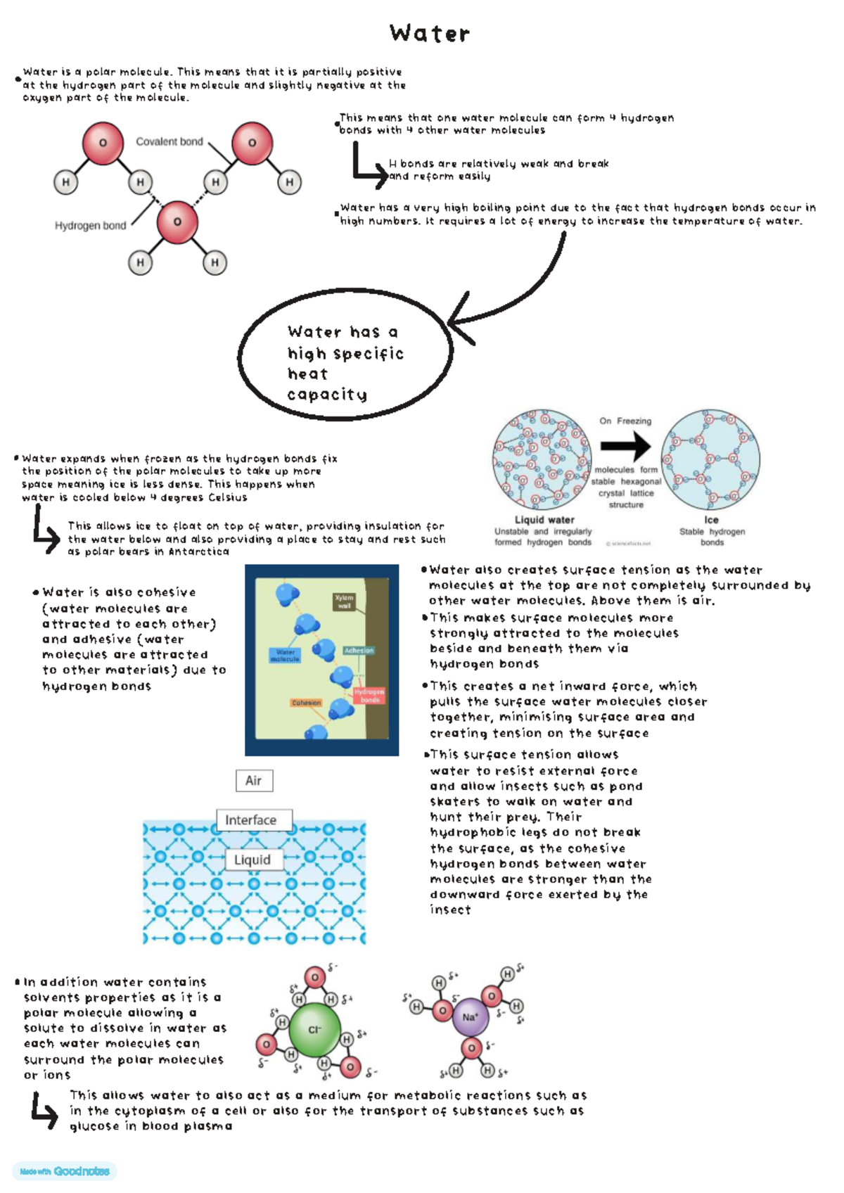 Biological Molecules: Properties and Functions of Water - Studocu