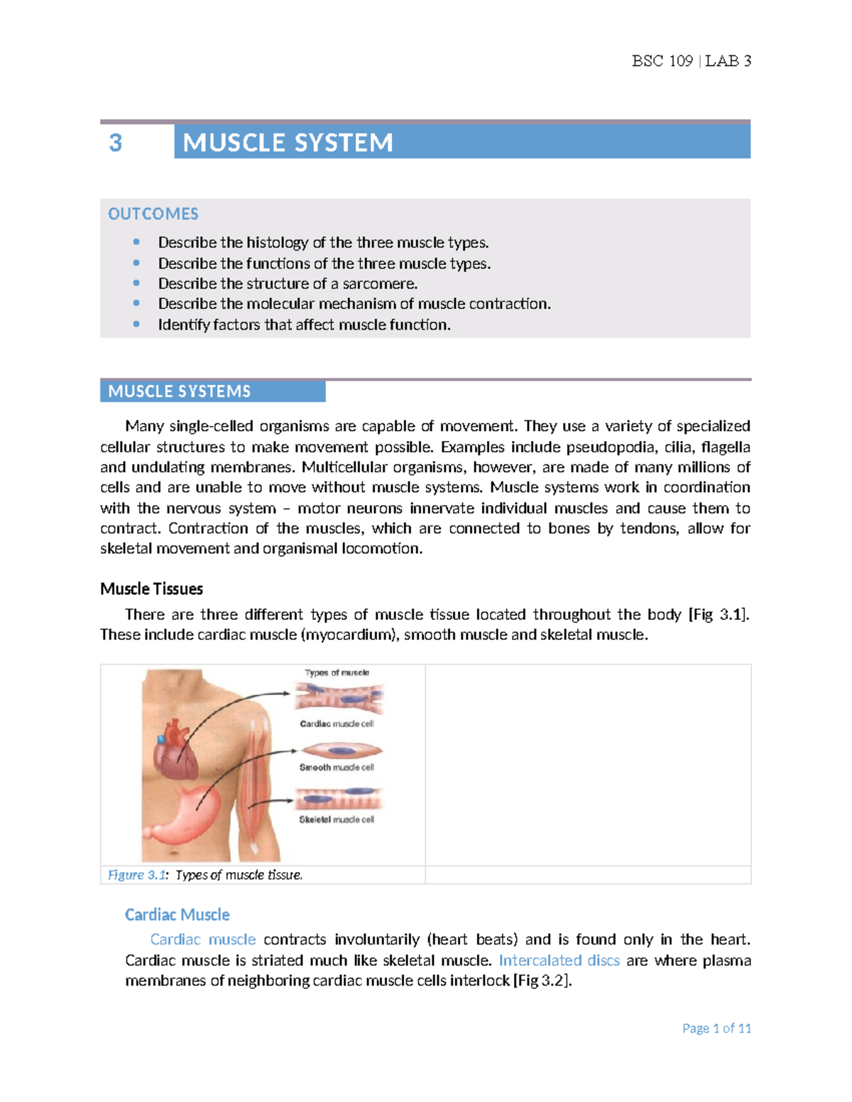Muscle Systems - Histology, Function, and Contraction Mechanisms (Lab 3 ...