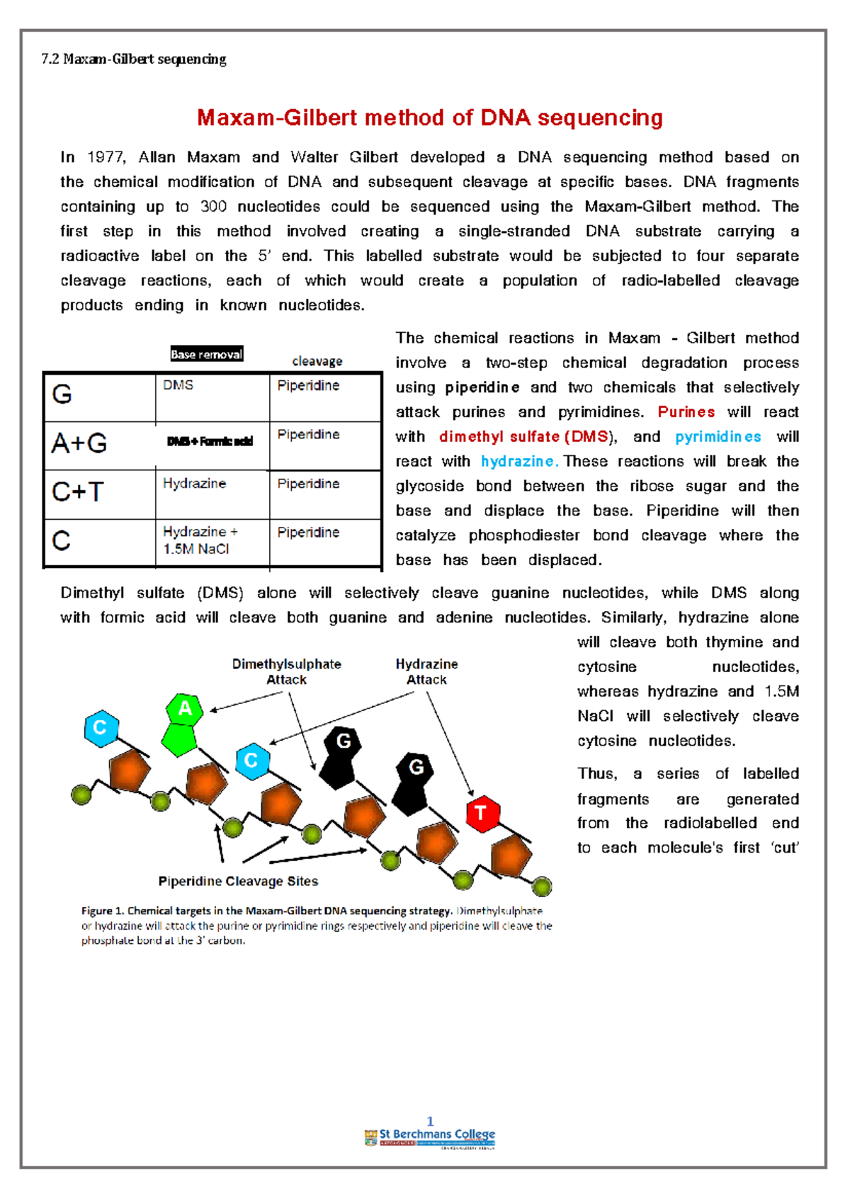 Maxam-Gilbert Method of DNA Sequencing: Detailed Overview - Studocu