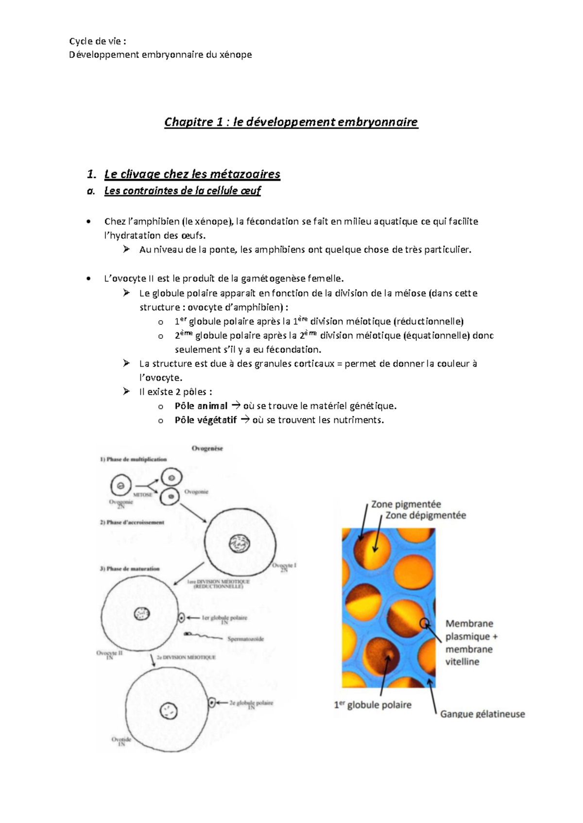 Étude sur le développement embryonnaire du xénope - Chapitre 1 ...