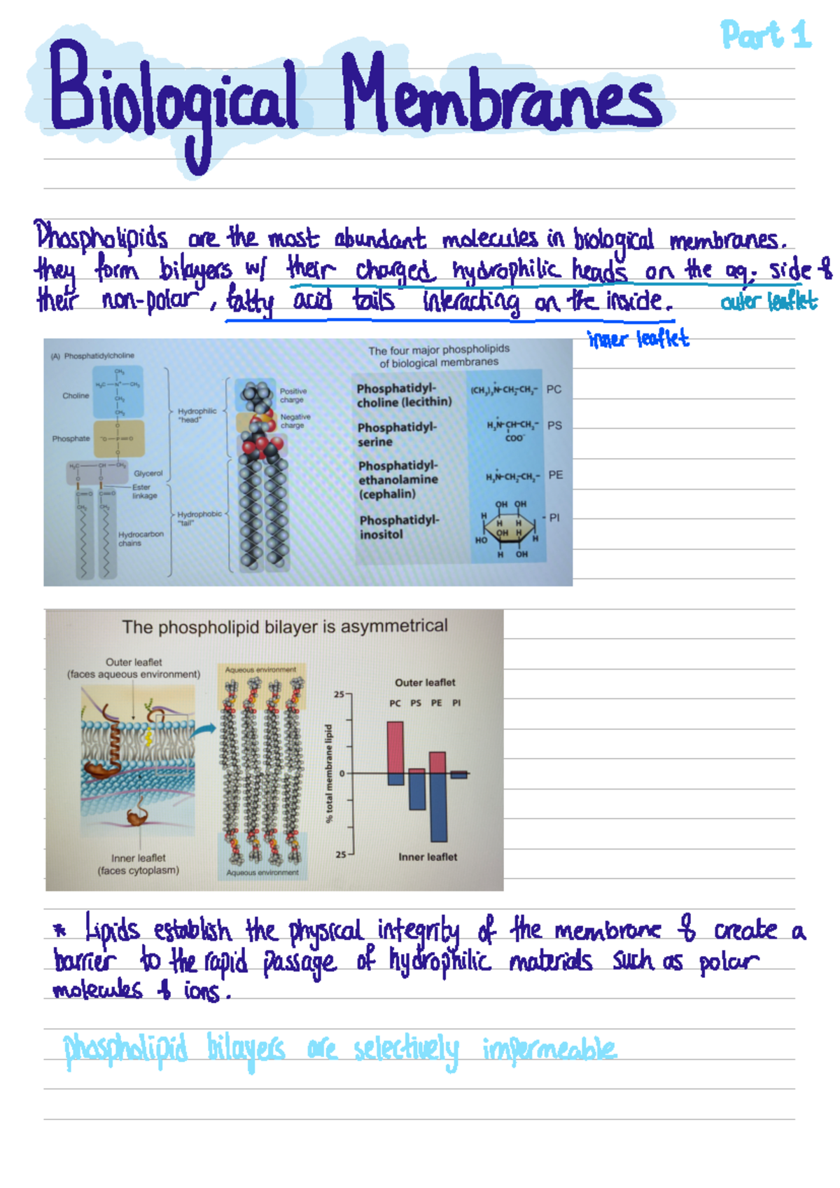 Biological Membranes Summary - Cell Biology Lecture Notes - Studocu