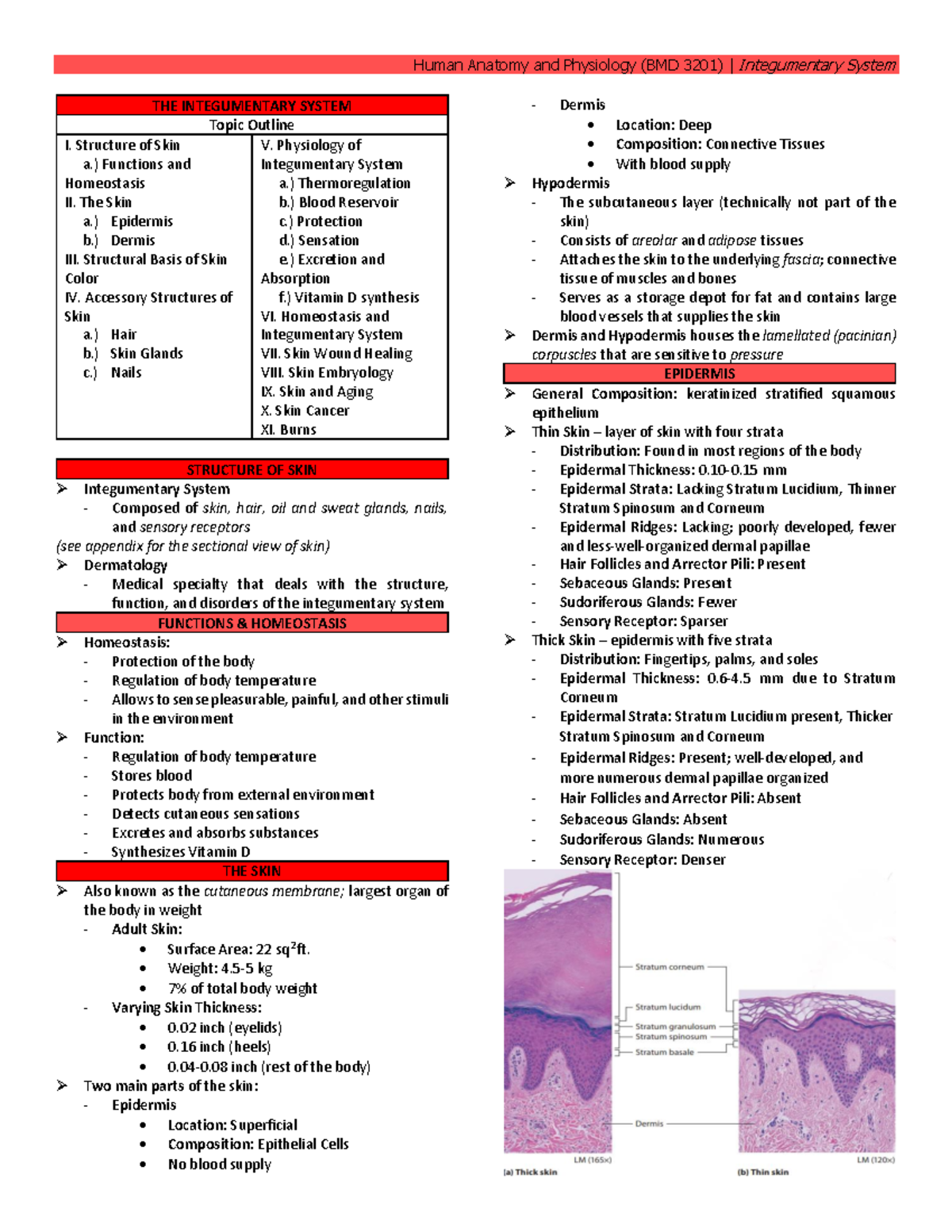 Human Anatomy and Physiology (BMD 3201) Integumentary System Overview ...