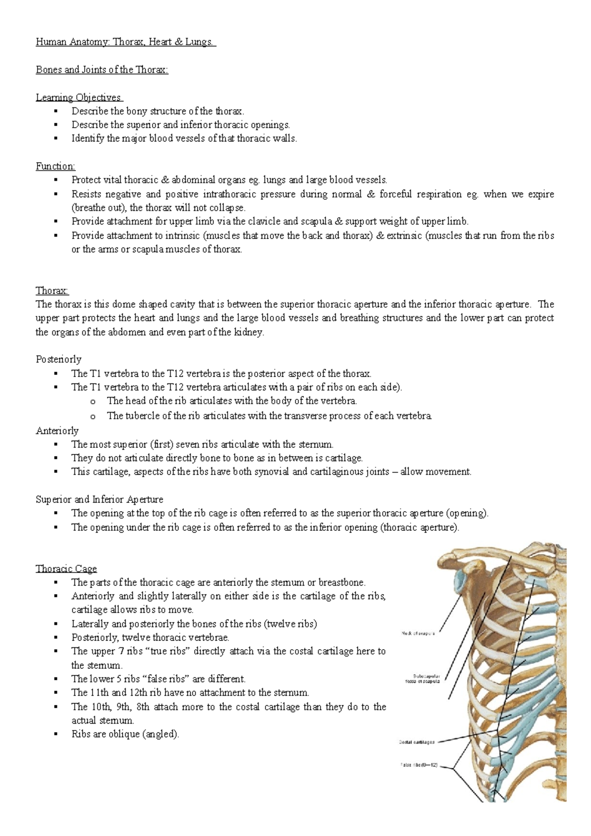 Human Anatomy (WK 10): Thorax, Heart, and Lungs Overview - Studocu
