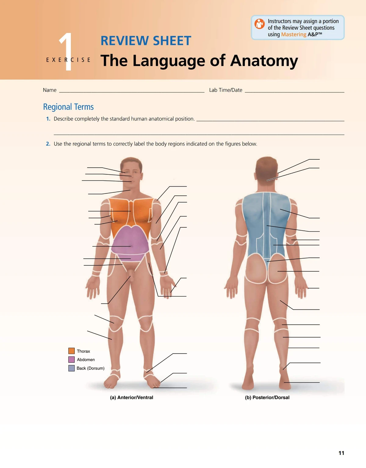 Anatomy & Physiology 1 Study Guide: Key Concepts from Chapters 1-3