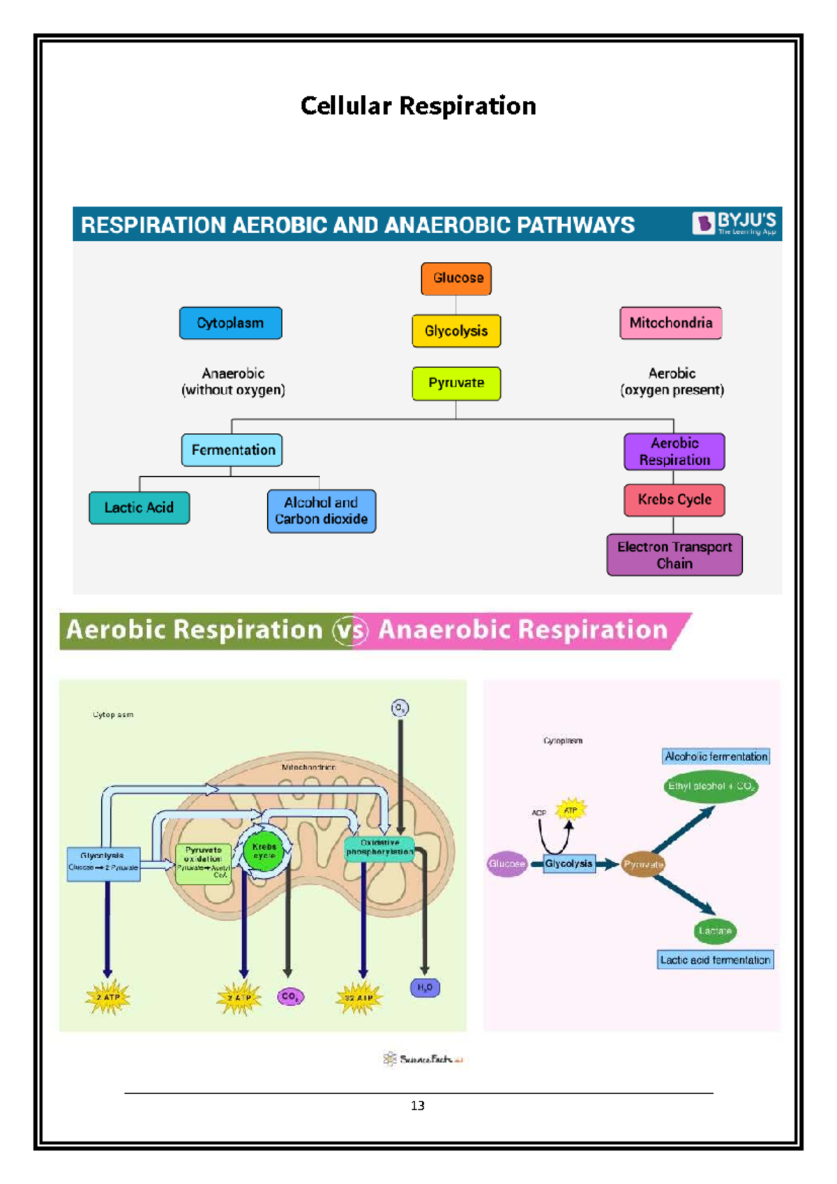 Cellular Respiration 13 14 Key Terms & Definitions Summary - Studocu