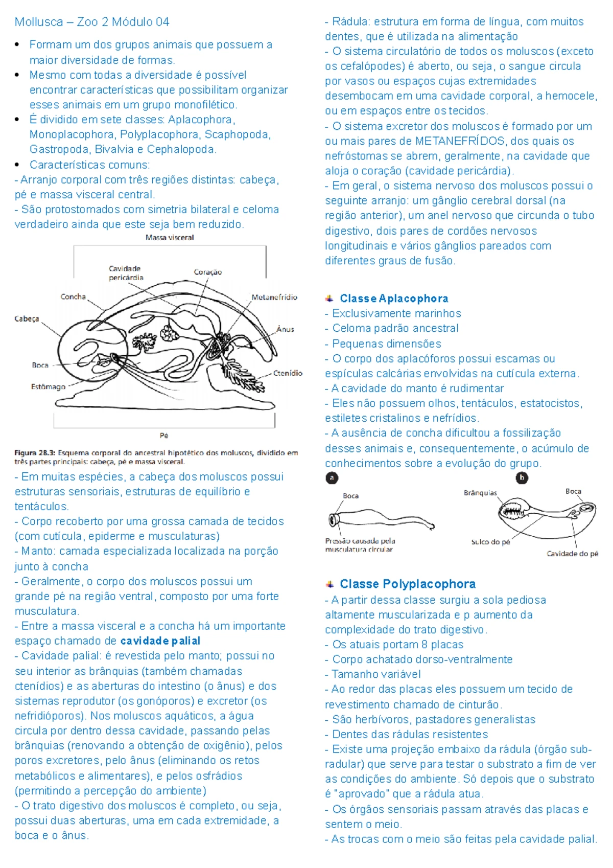 Exercícios Porifera Zoo II - Diversidade de Porifera, Cnidaria ...