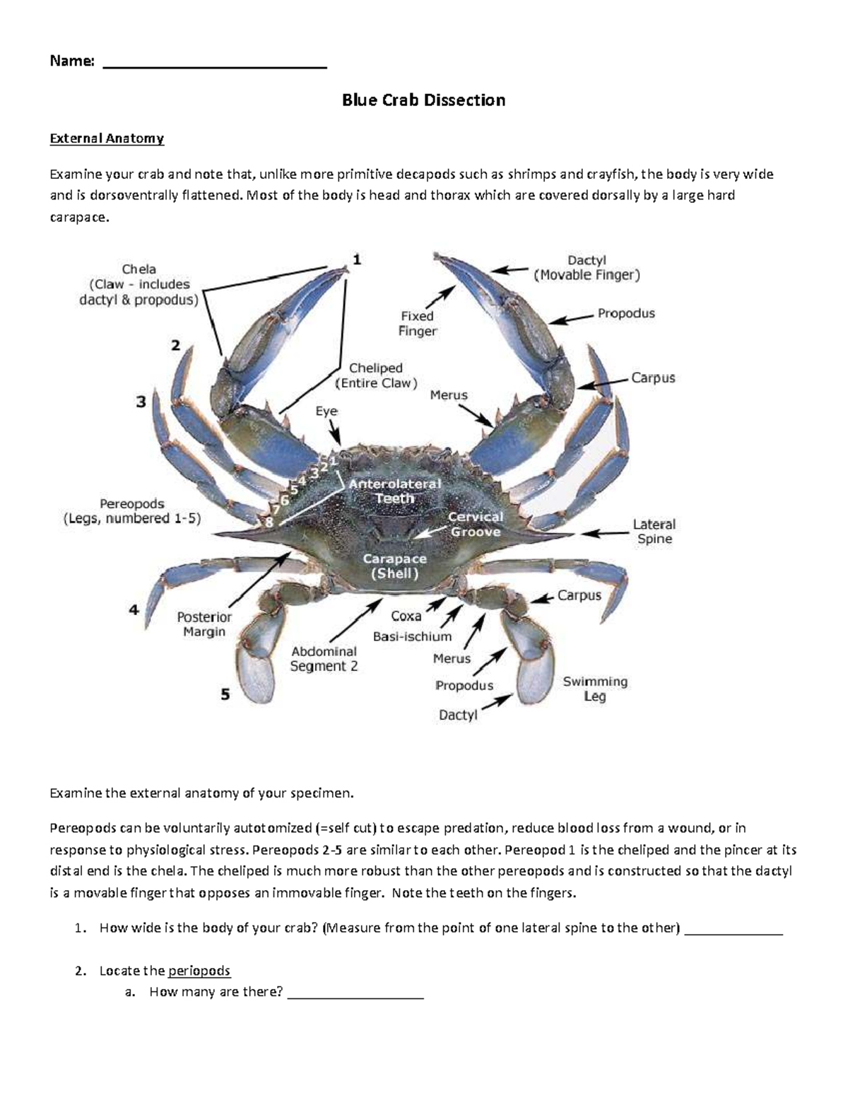 Crab Anatomy Dorsal Internal View Blue Crab Dissection Guide Dungeness