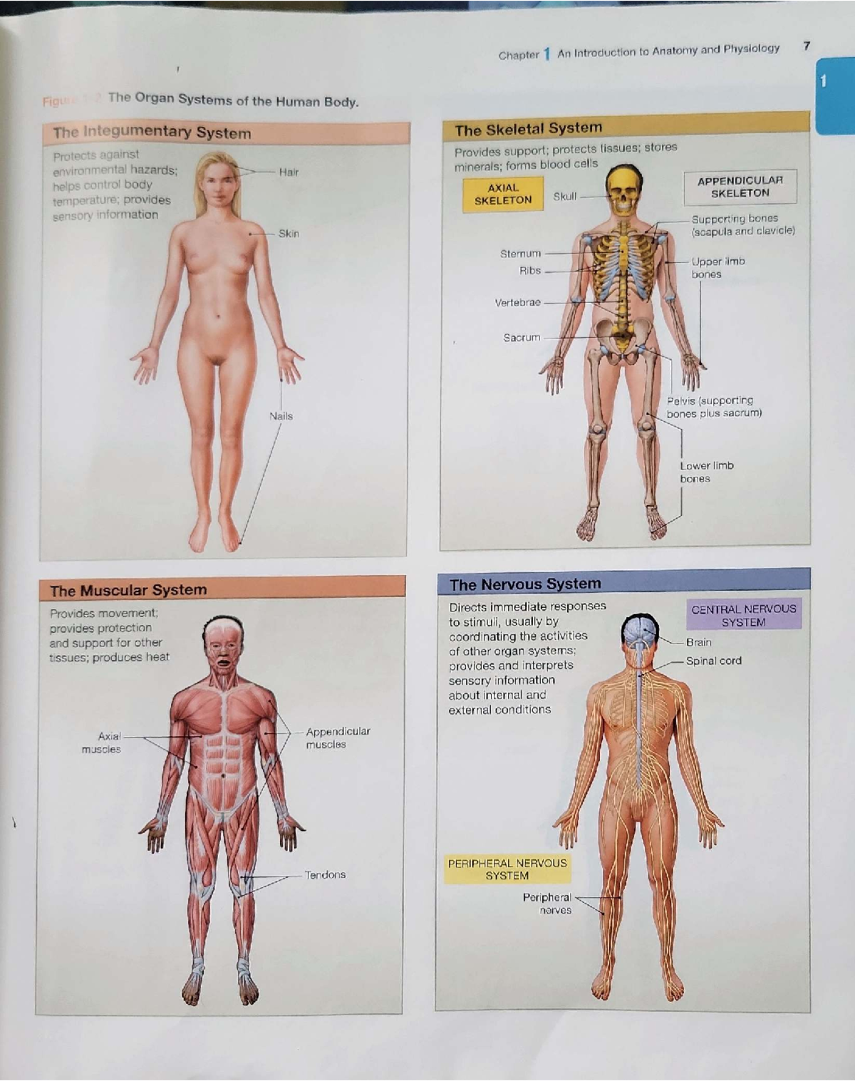 Integumentary System Protects The Body By