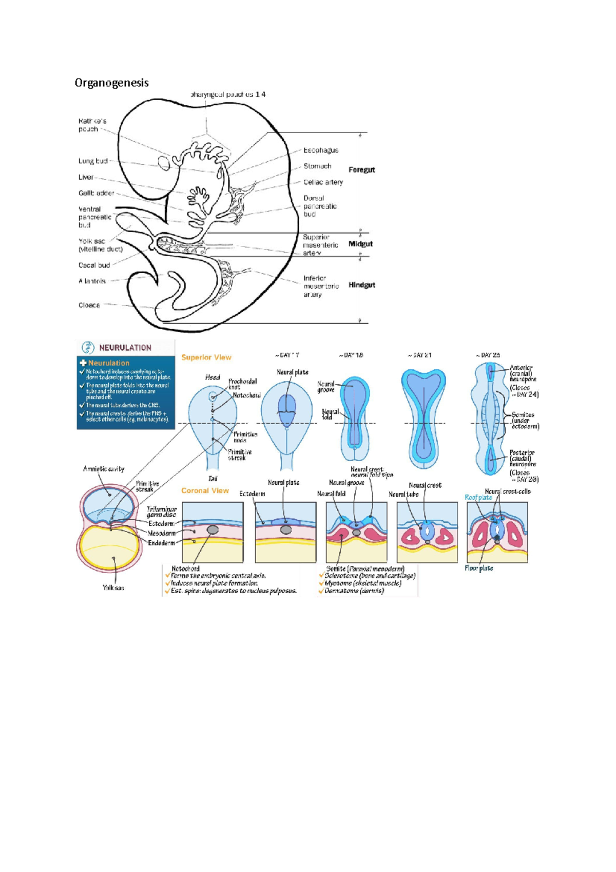 Organogenesis for development - BIOL20912 - Manchester - Studocu
