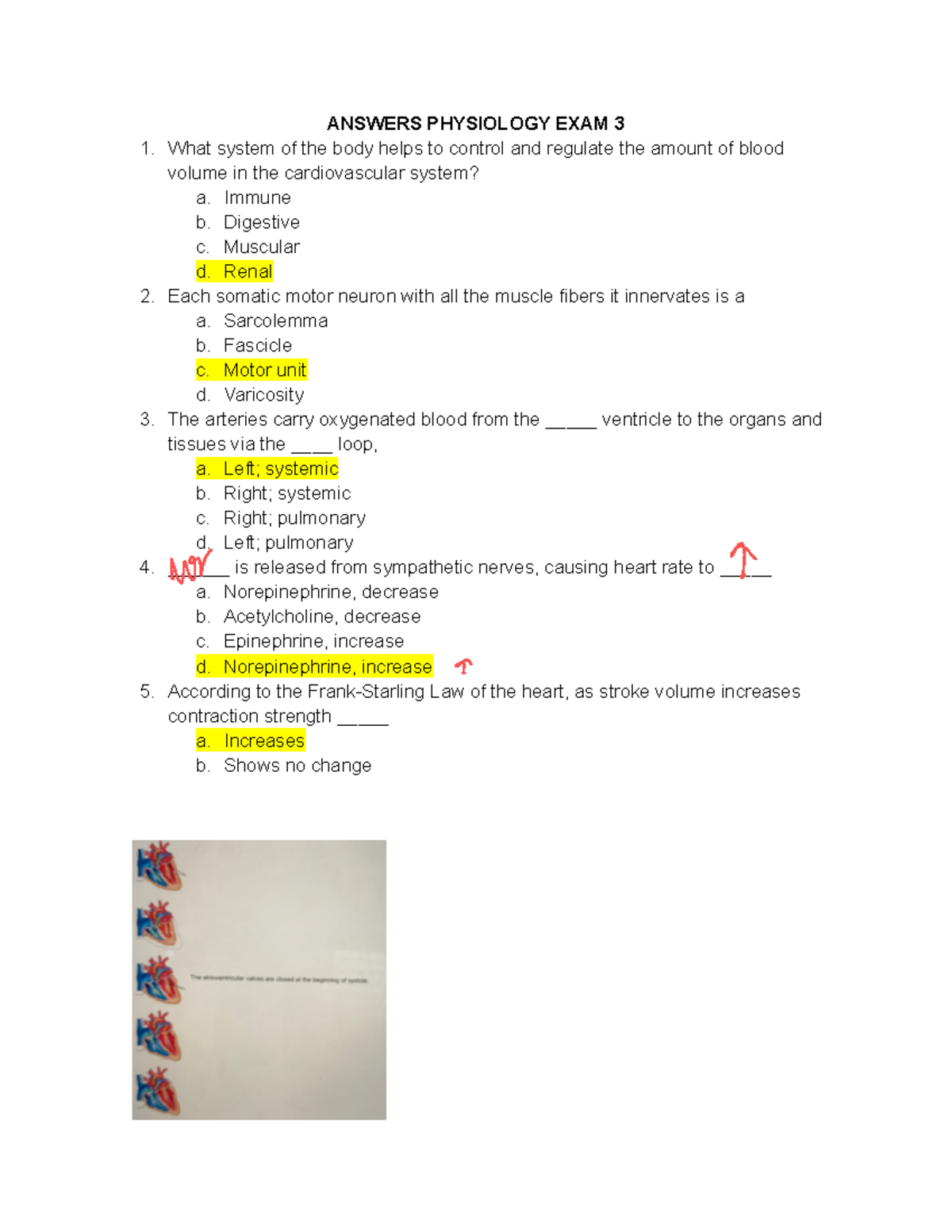 Human Physiology Exam 3 Study Guide and Answers - Studocu