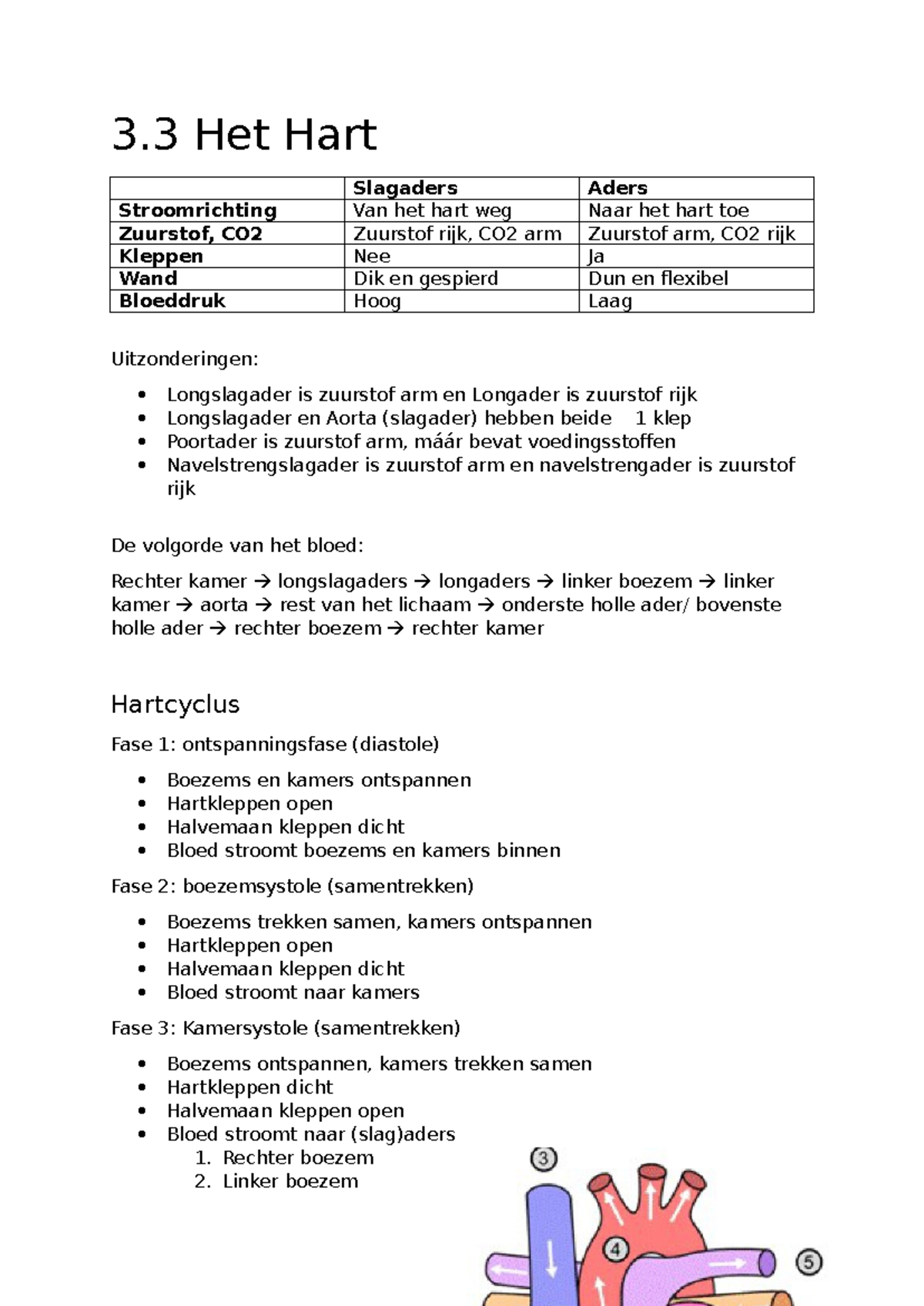 Bio H3: Hart en Bloedsomloop Overzicht en Functies - Studeersnel