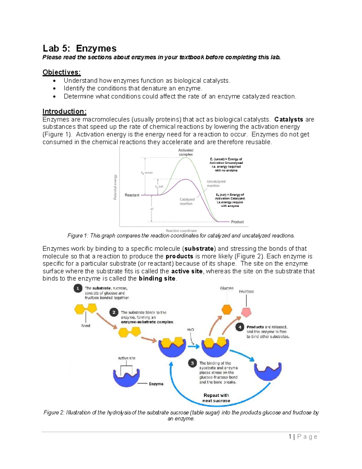 Lab 05: Exploring Enzyme Function and Activity - Studocu