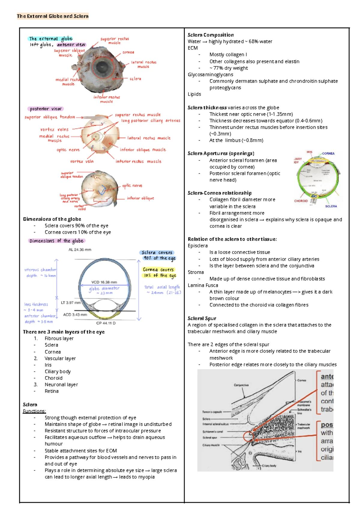 Ocular Anatomy & Physiology Midterm Assessment No. 2 (Week 7 & 10 ...