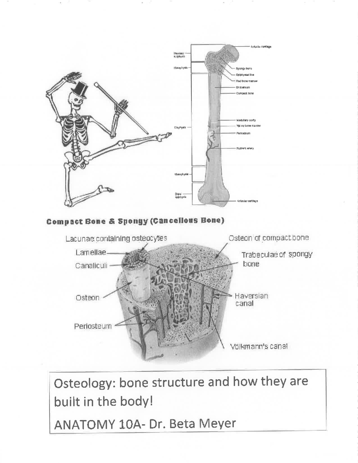 Bone Structure and Function: Key Concepts for Exam Prep (BIOL 101 ...