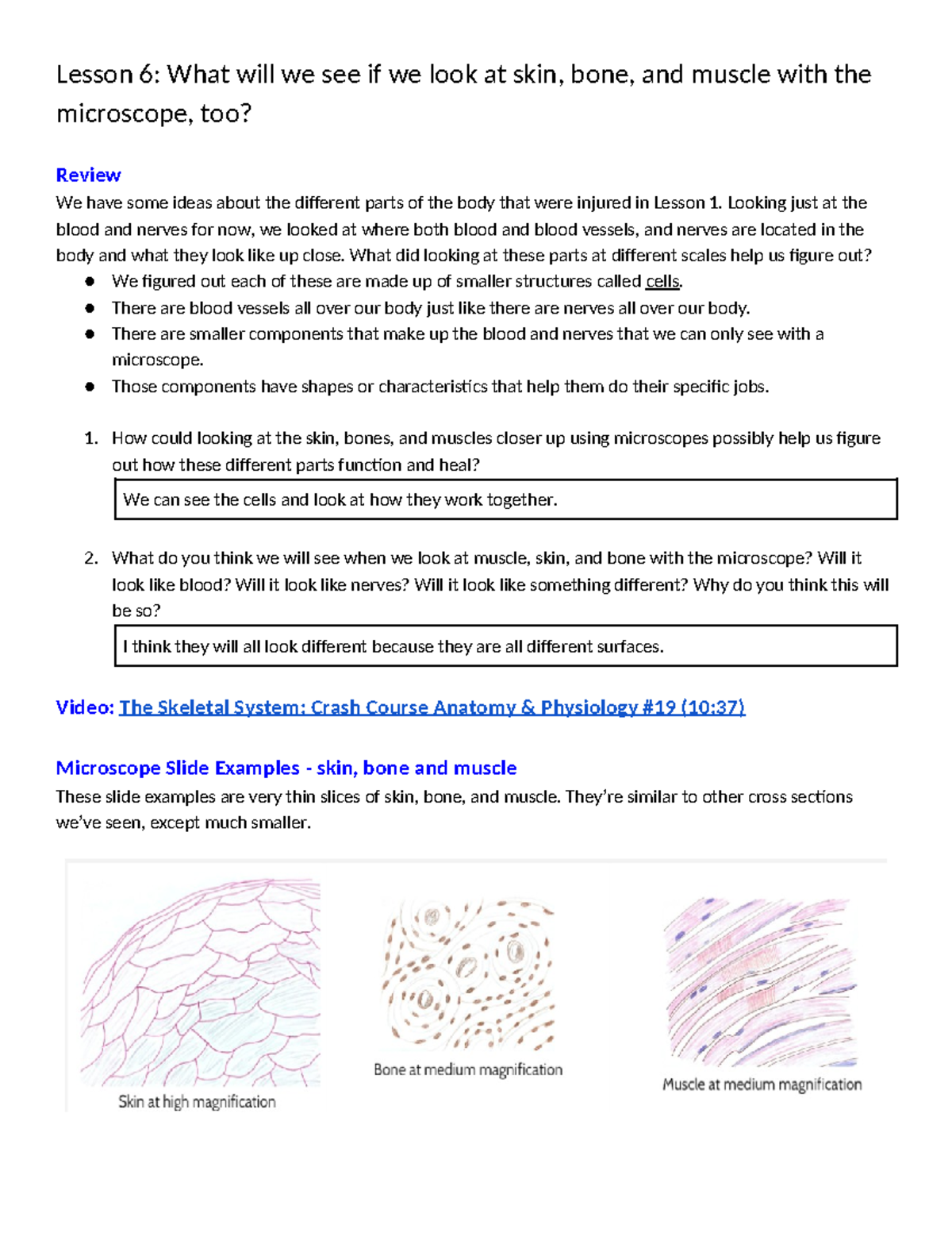 Lesson 6: Microscopic Structure of Skin, Bone, and Muscle Observations ...