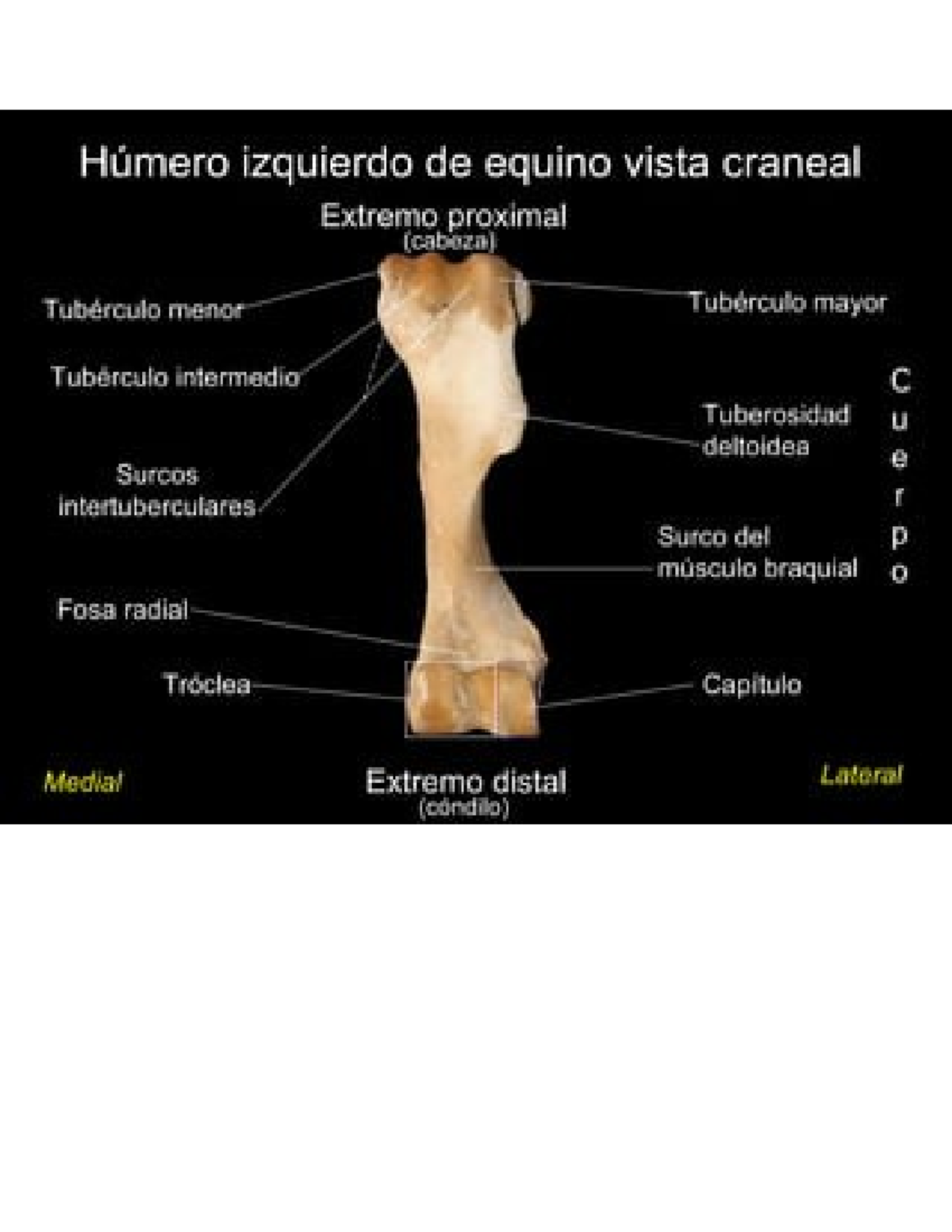 Anatomía raquimedular Quiz, image size:1200x1553