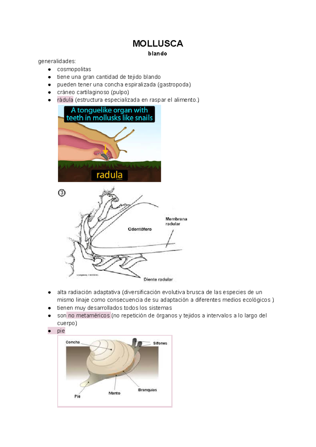 mollusca y annelida - MOLLUSCA blando generalidades: cosmopolitas tiene ...