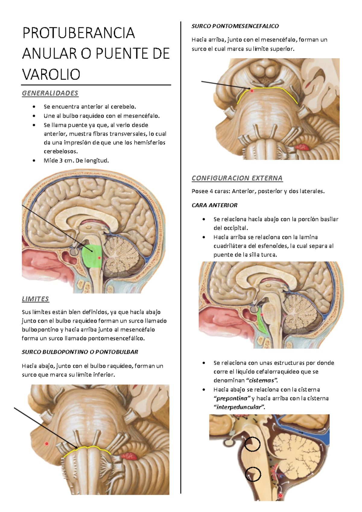 Protuberancia Anular - Anatomía humana - PROTUBERANCIA ANULAR O PUENTE ...