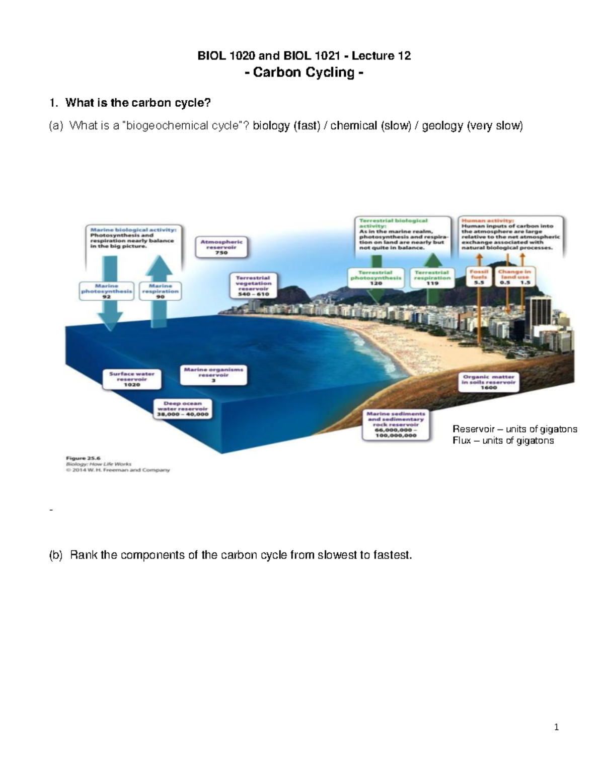 Ch 21 Pt 2 Darwin, Evolution and Natural Selection Wf Notes - BIOL 1020 ...