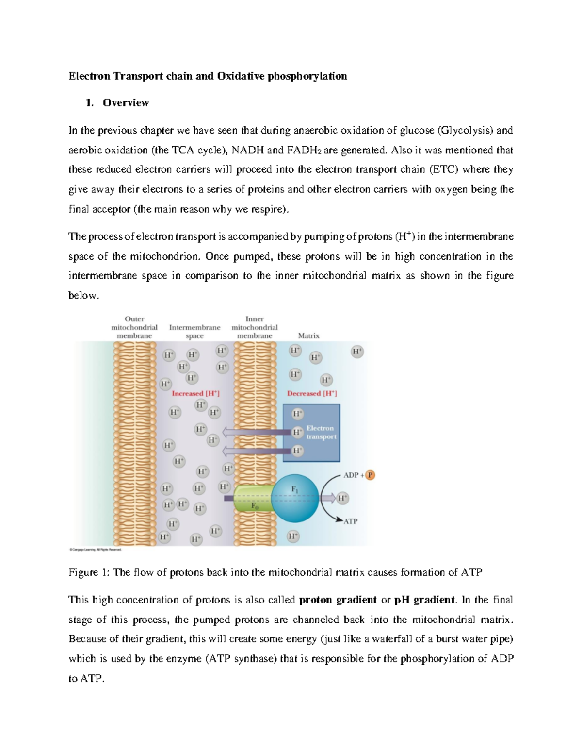 Electron Transport chain and Oxidative phosphorylation - Warning: TT ...