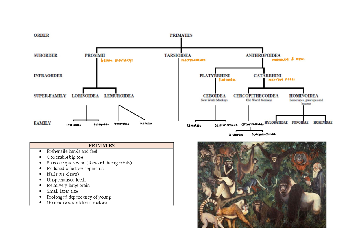 PRIMATES Overview of Characteristics and Classification - Studocu