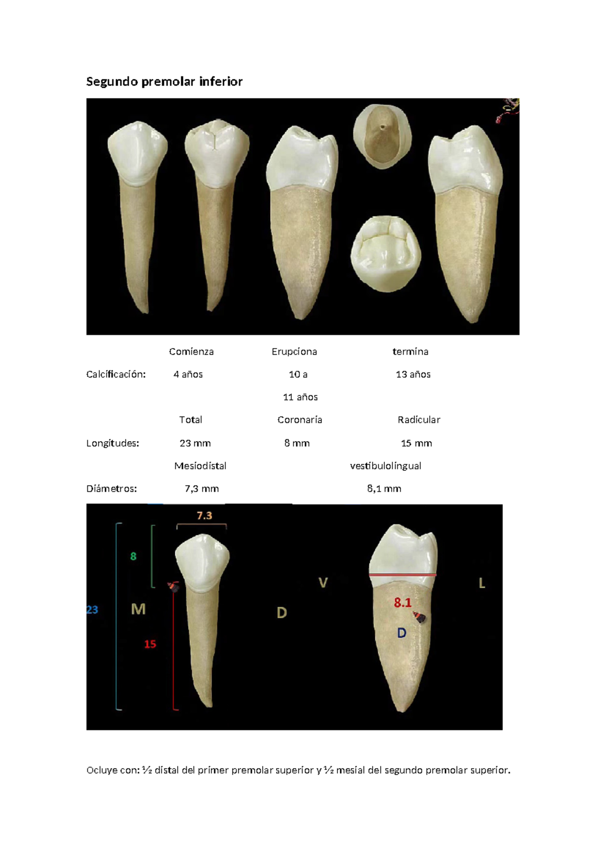 Segundo premolar inferior - Segundo premolar inferior Comienza ...
