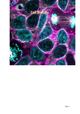 Unit 5 - Cell Biology - Studocu