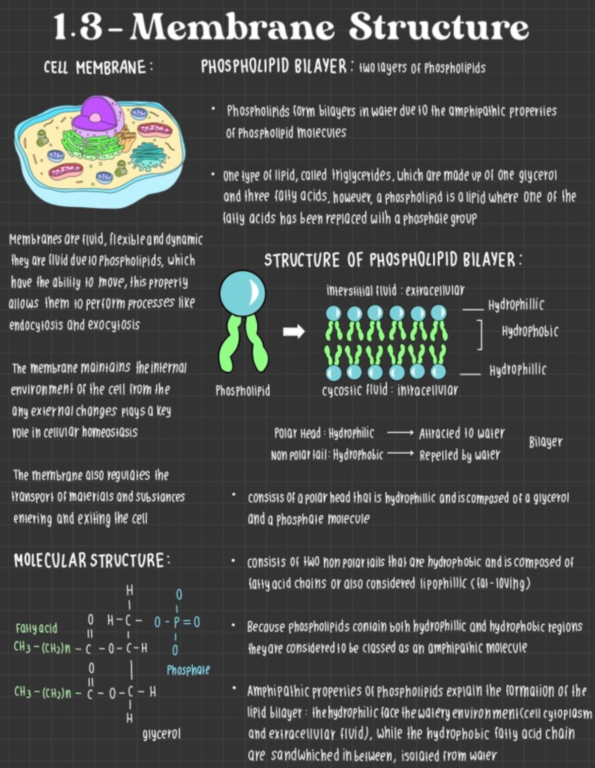 Cell Biology Notes: Membrane Structure and Phospholipid Bilayer - Studocu