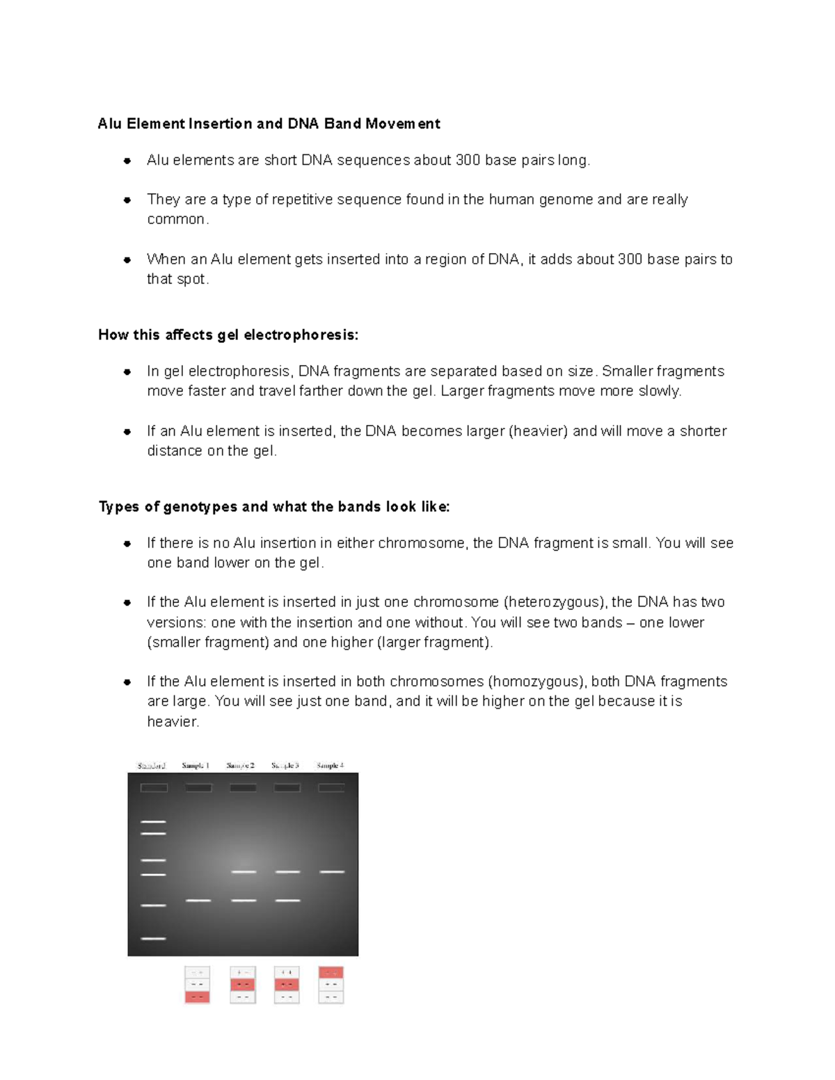 Genetics 101: Alu Element Insertion & DNA Band Movement - Studocu