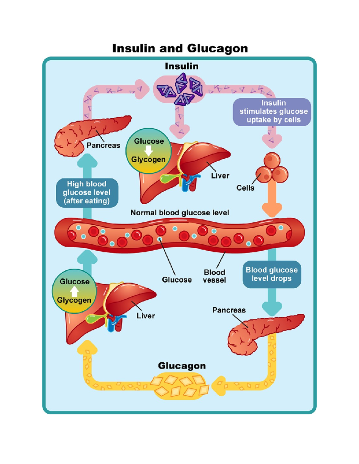 Insulin and Glucagon: Role in Glucose Regulation (BIO 101) - Studocu