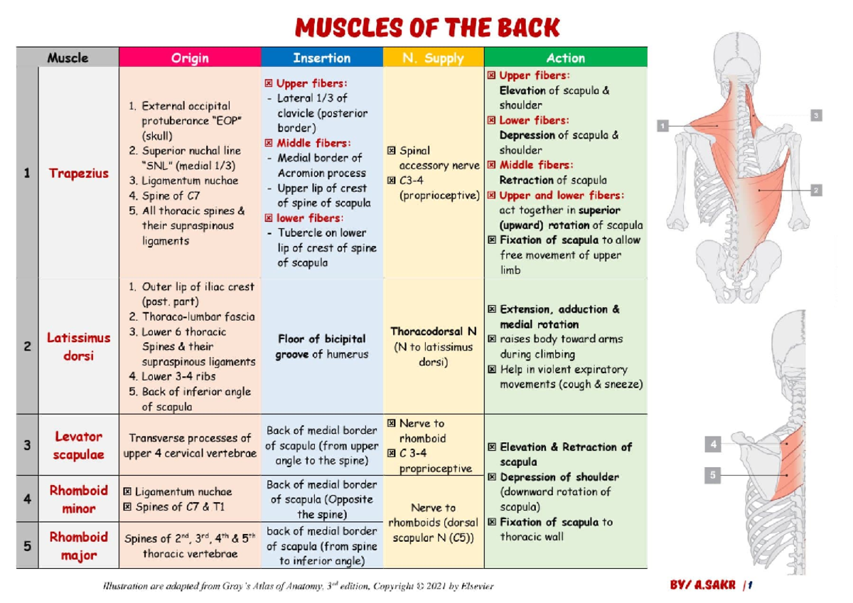 MUSC 101: Summary Table of Upper Limb Muscles and Actions - Studocu