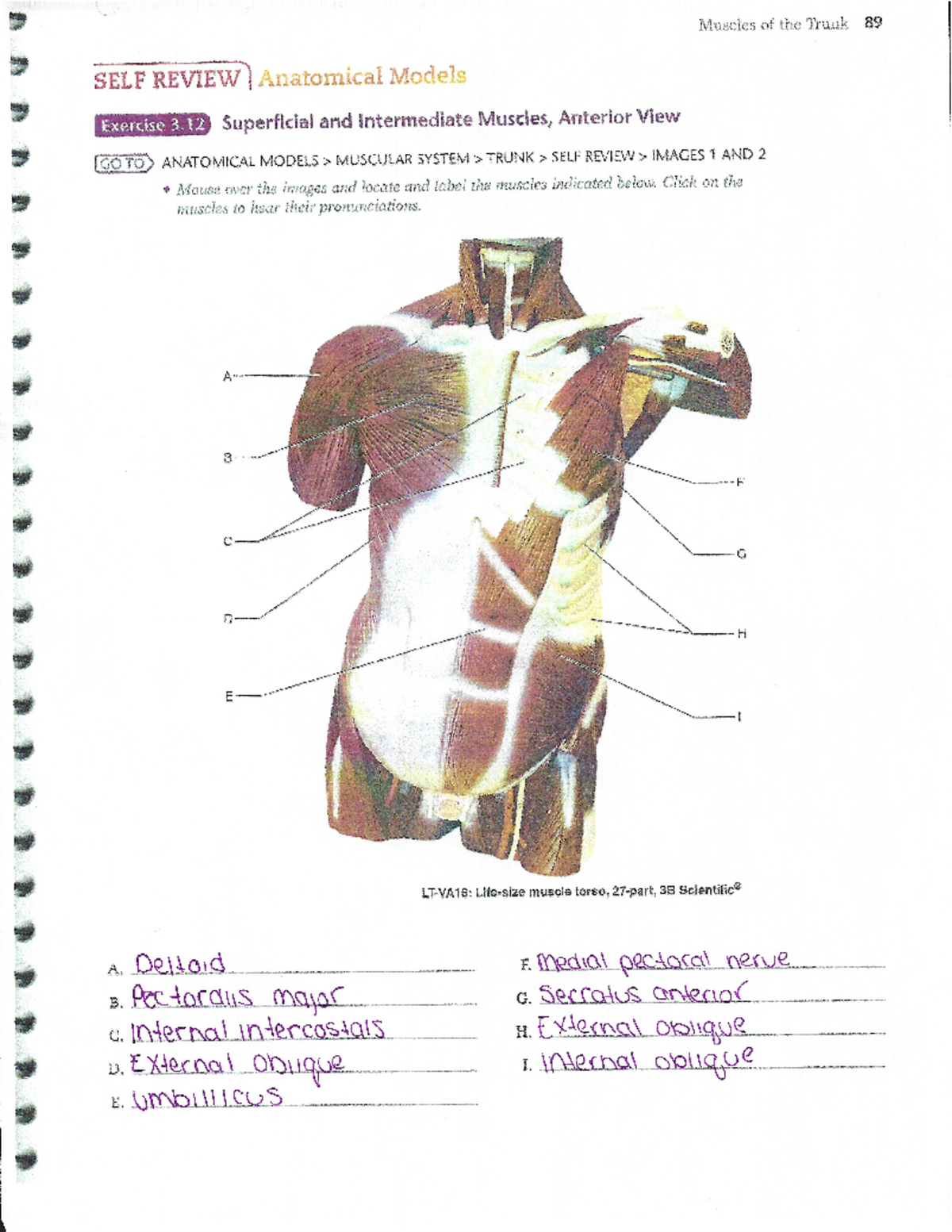 Muscles Of The Posterior Trunk Quiz