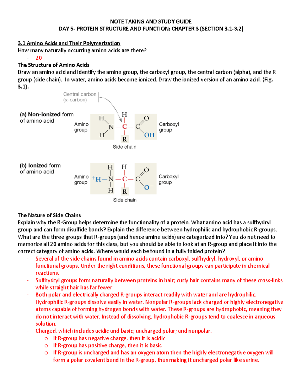 Day 5 - Note-taking Guide: Protein Structure and Function (Ch. 3.1-3.2 ...