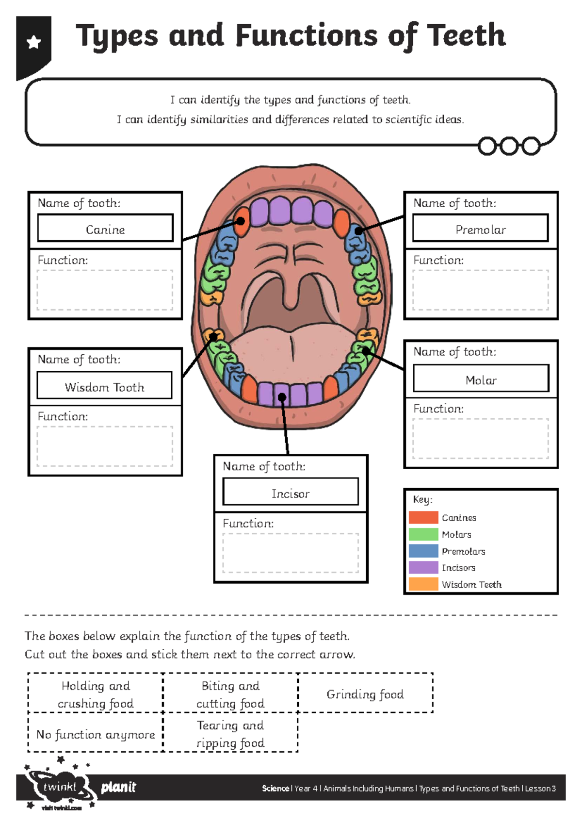 Science Year 4: Types and Functions of Teeth Lesson 3 - Studocu