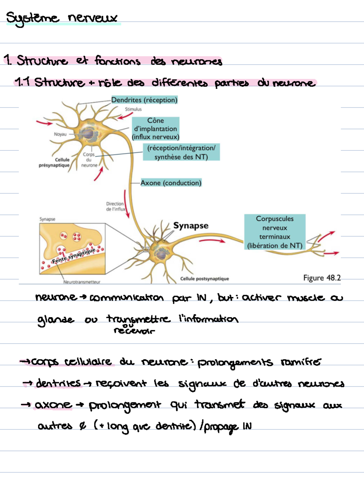 Chapitre 5 - Système Nerveux : Structure et Fonction des Neurones - Studocu