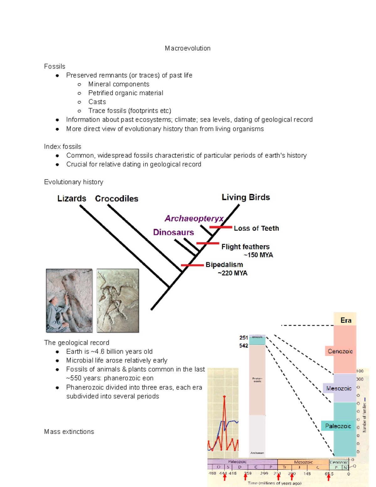 Macroevolution - Lecture notes 6 - Macroevolution Fossils Preserved ...