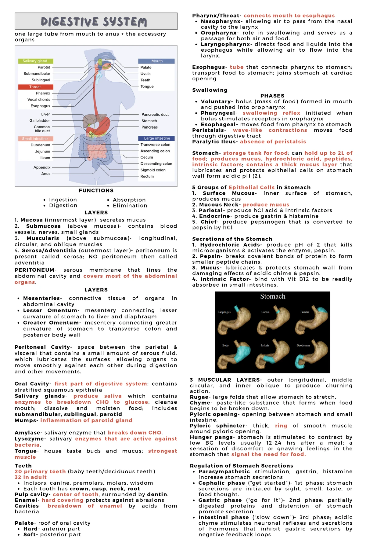P1.1 GI System Intro: Comprehensive Review of Digestive Anatomy and ...
