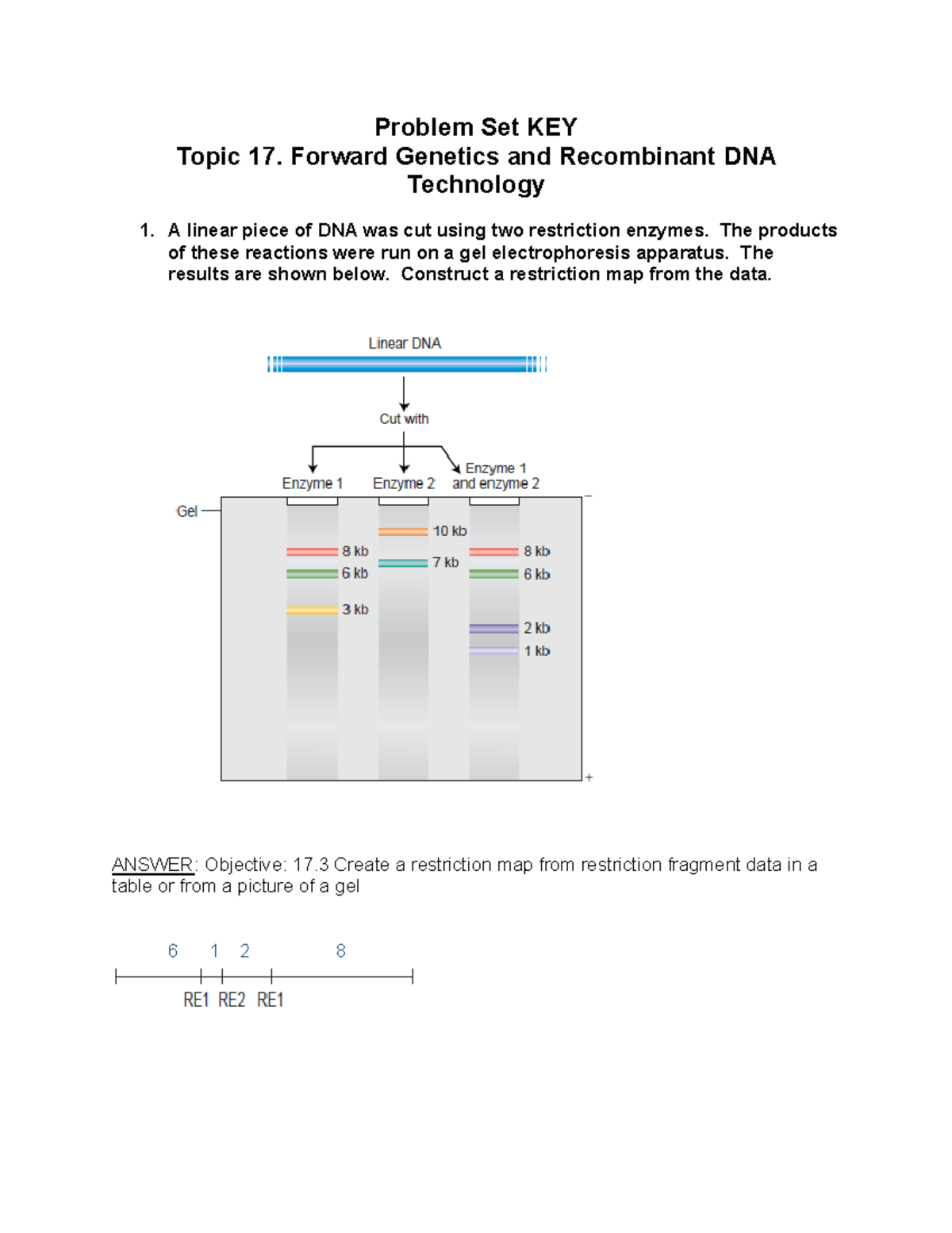 D2L Problem Set KEY 17: Forward Genetics and Recombinant DNA - Studocu