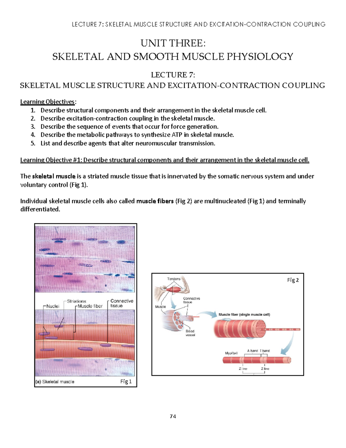 LECTURE 7: SKELETAL MUSCLE PHYSIOLOGY & EXCITATION-CONTRACTION COUPLING ...